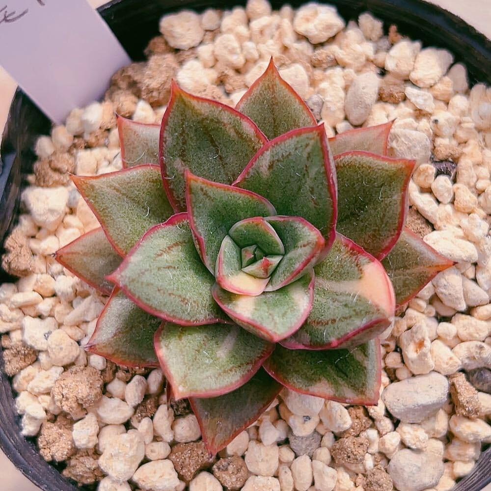 専用 多肉植物錦 【公式通販】