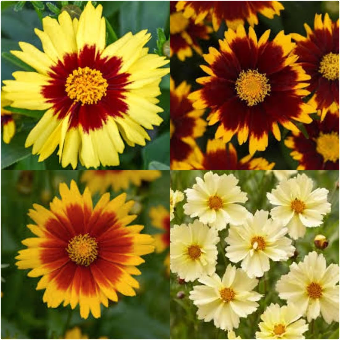 Coreopsis Hybrida 'Uptick Mix' Hardy Perennial X 4 Plug Plants for Potting on