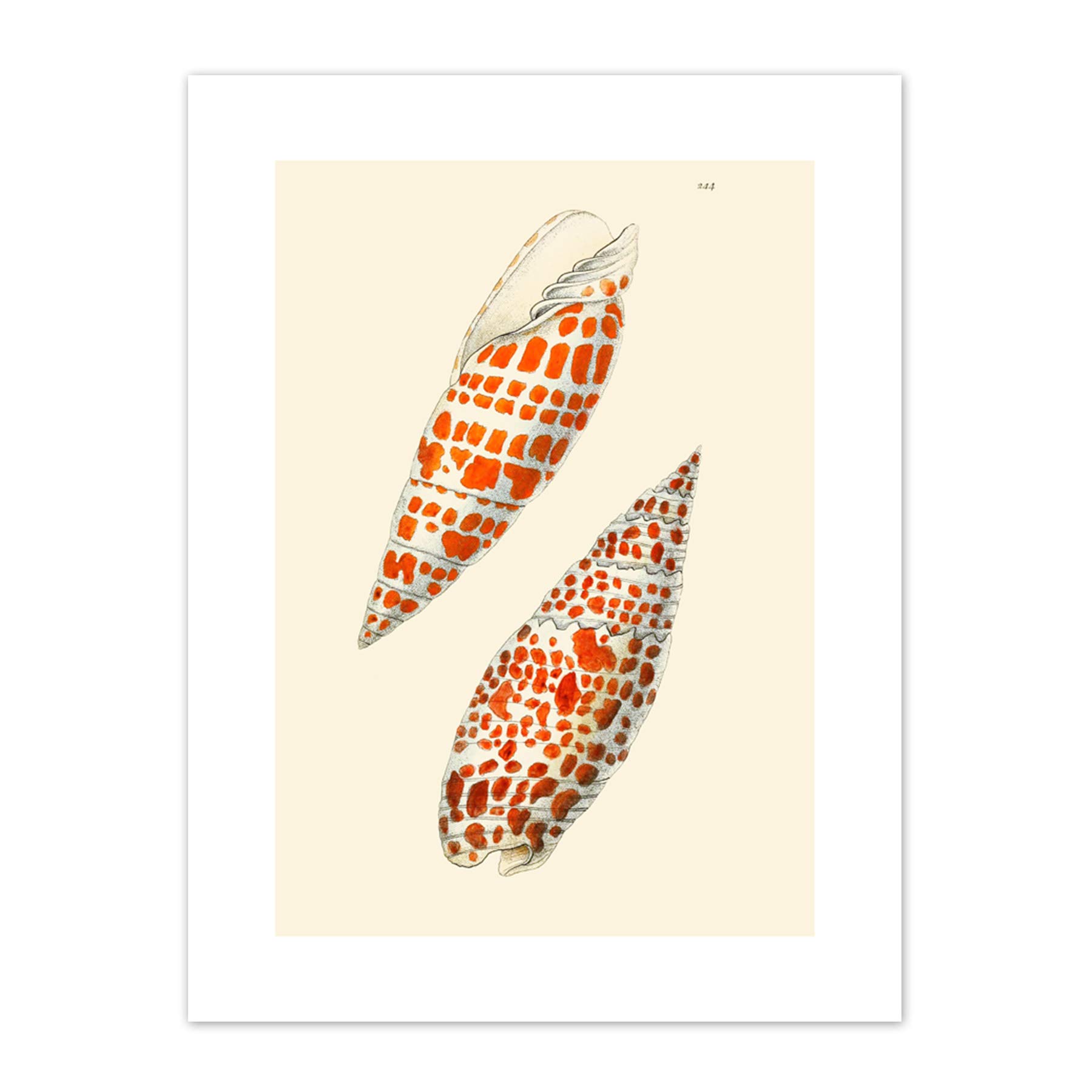 Seashell Orange Spotted Conical Art Print Canvas Premium Wall Decor Poster