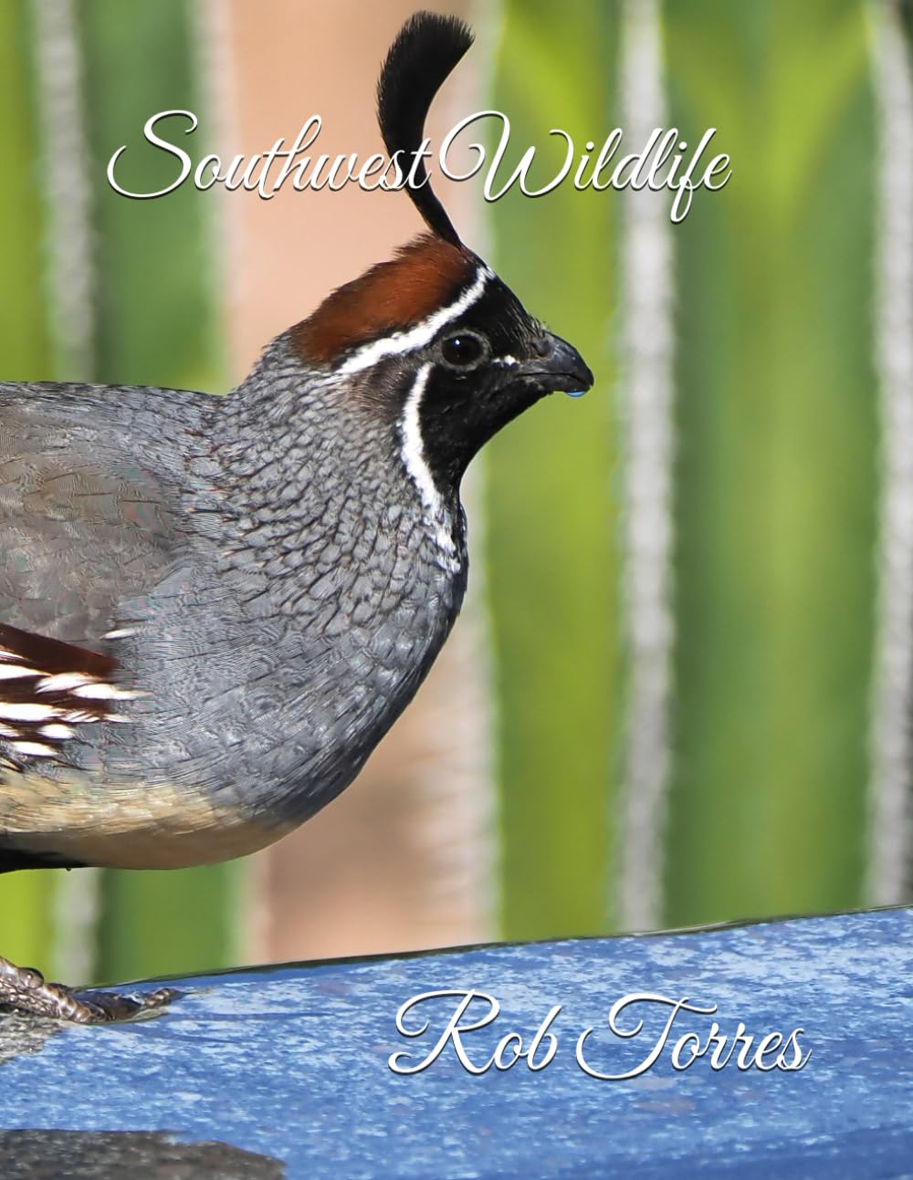 Southwest Wildlife (Rob Torres Photography)
