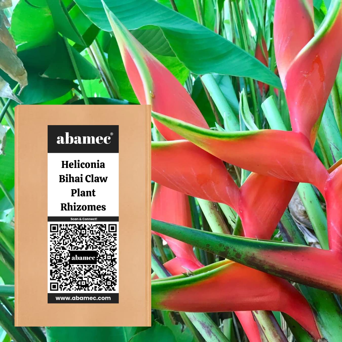 abamec Heliconia Bihai Claw Plant Rhizomes, 3 Pack of Exotic, Colorful Lobster Claw Plant Growable Rhizomes for Home & Garden