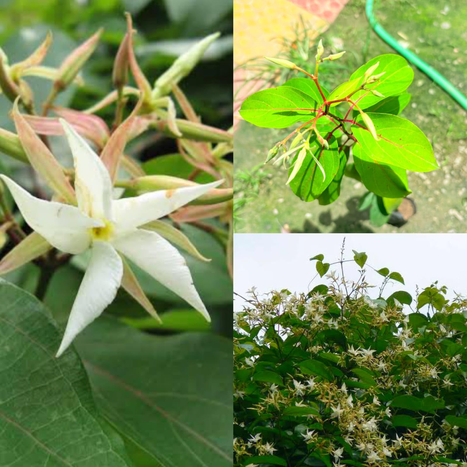 Malati Lata Scented Flower Live Plant Madhumalini Plant, White Star-Shaped Flowers, Tropical Climbing Vine | Pack of 2 live fruit plant-image-0