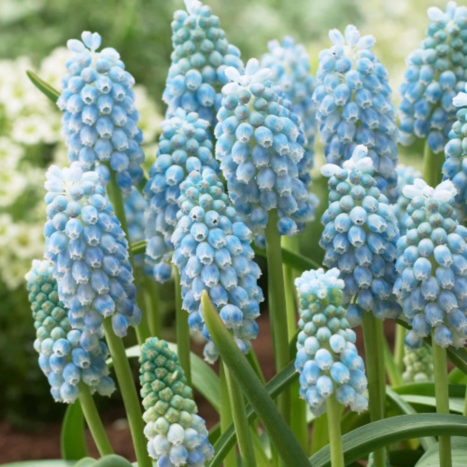 Hyacinth Plants Perennial, Rare and Beautiful Grape Hyacinth Plants Bulbs in Bulk,Planting for Stunning Garden Displays-8 Bulbs-a