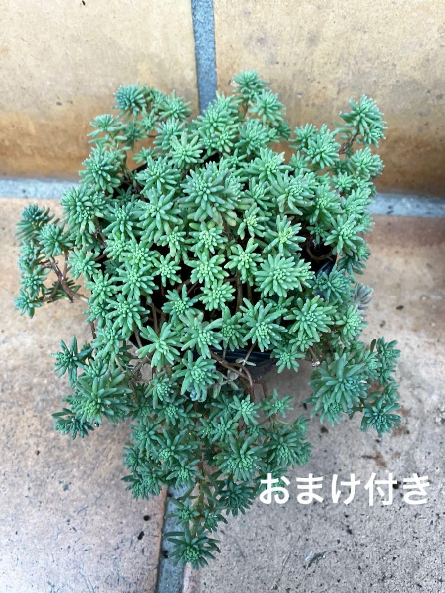 抜き苗多肉植物 多肉植物❤︎パリダム❤︎抜き苗♪ セダム 斑入りパリダム
