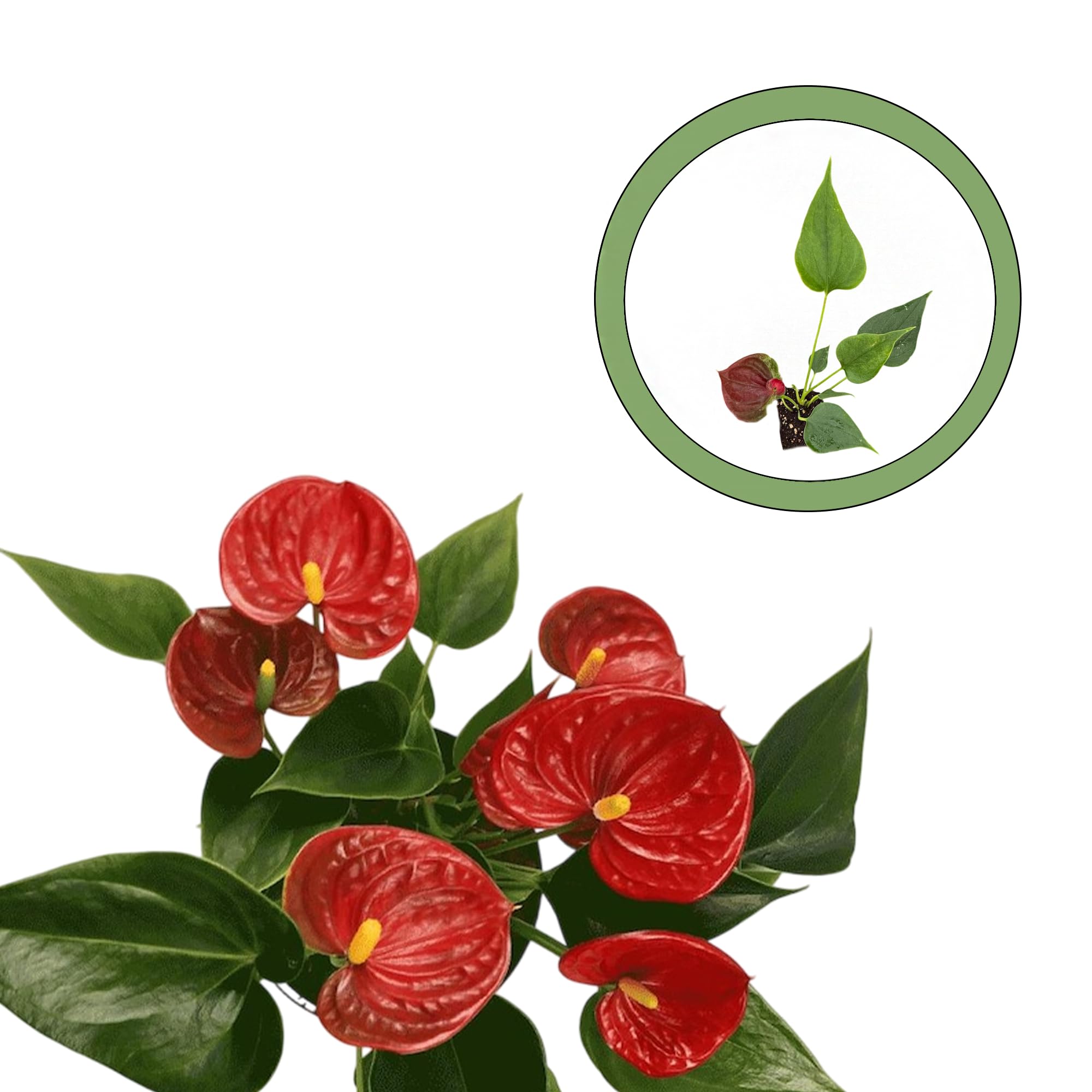 Anthurium Success red Starter Plant