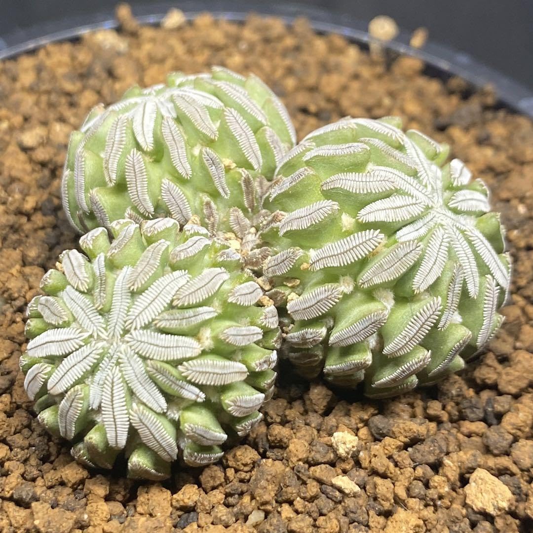 Amazon.co.jp: ペレキフォラ 精巧丸 3頭群生株 サボテン レア種 抜き苗