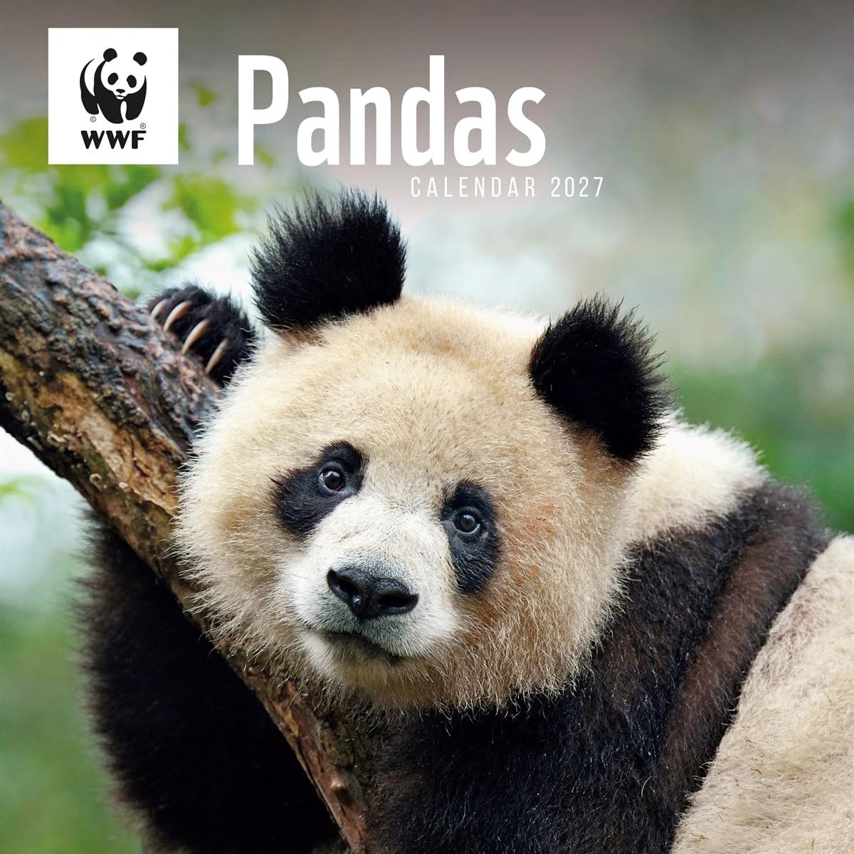 Carousel Worldwide WWF Pandas 2027 Square Wall Calendar, 12-Month Calendar, Panda Wildlife Photography
