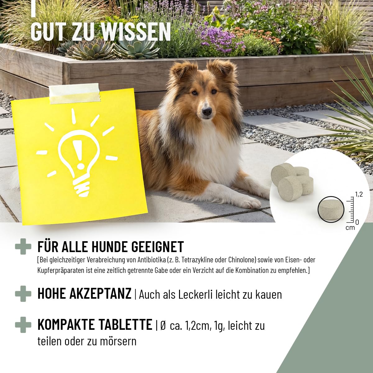 Comprimés de Zinc ReaVET pour Chiens 120 pièces - Haute Dose de vitamines C et E - comprimés de Zinc Plus vitamines pour Peau sèche, Perte de Poils