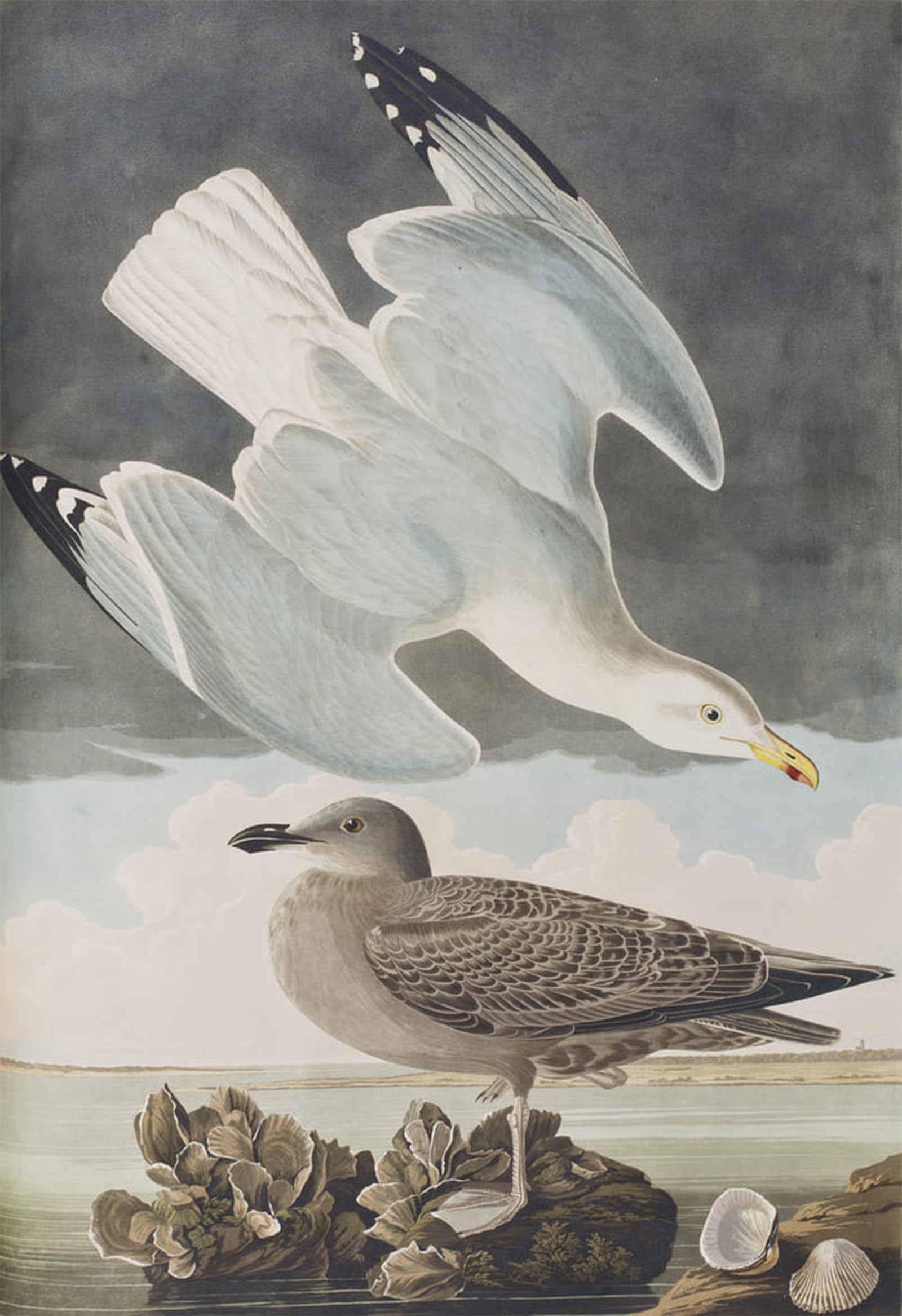 Cuadro de aves John Audubon para decorar salones elegantes con lienzos de 60x90cm 5