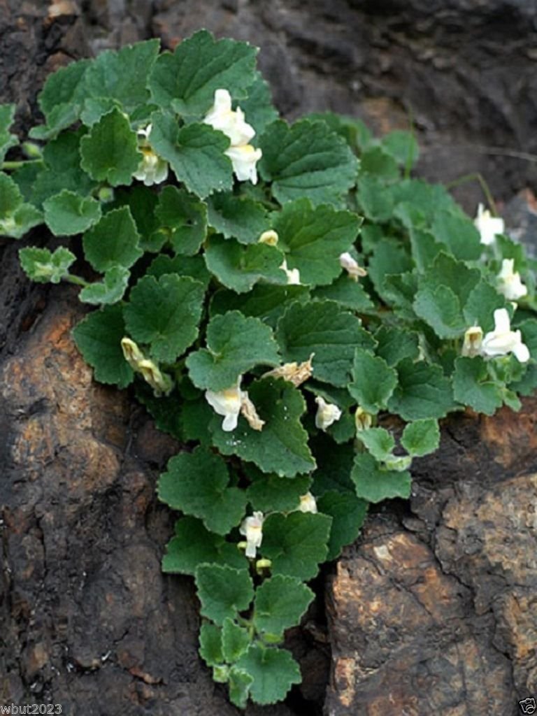 Amazon.com : Asarina procumbens (TRAILING SNAPDRAGON) Perennial