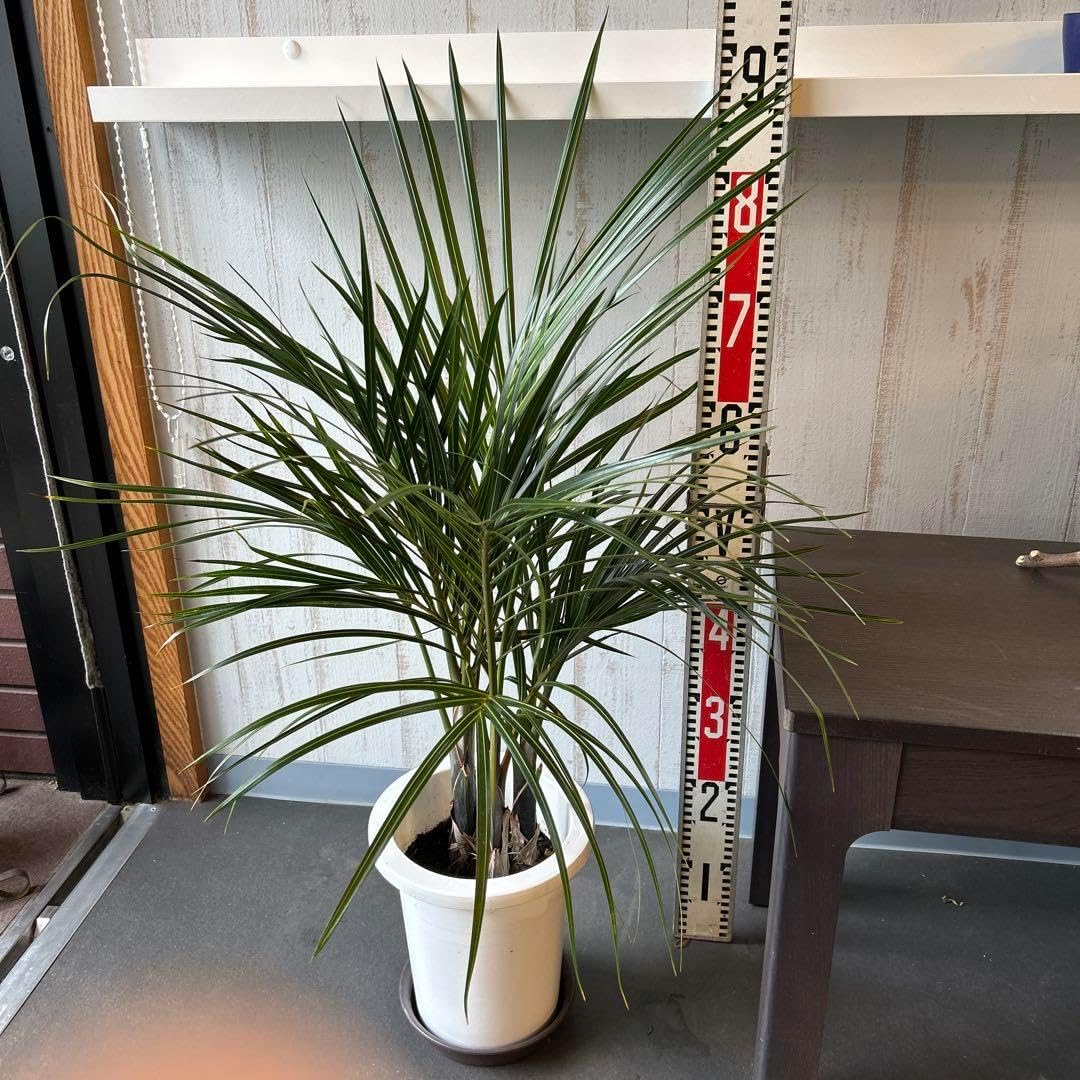 トックリヤシモドキシ　7寸鉢　約95cm 苗のみ トックリヤシモドキシ 7寸鉢 約95cm 苗のみ ヤシ トックリヤシモドキシ 3株