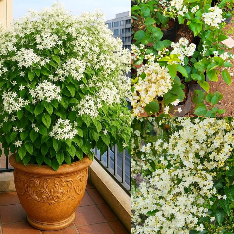 Manimulla Christmas Jasmine Creeper Flower Plant Porana Paniculata