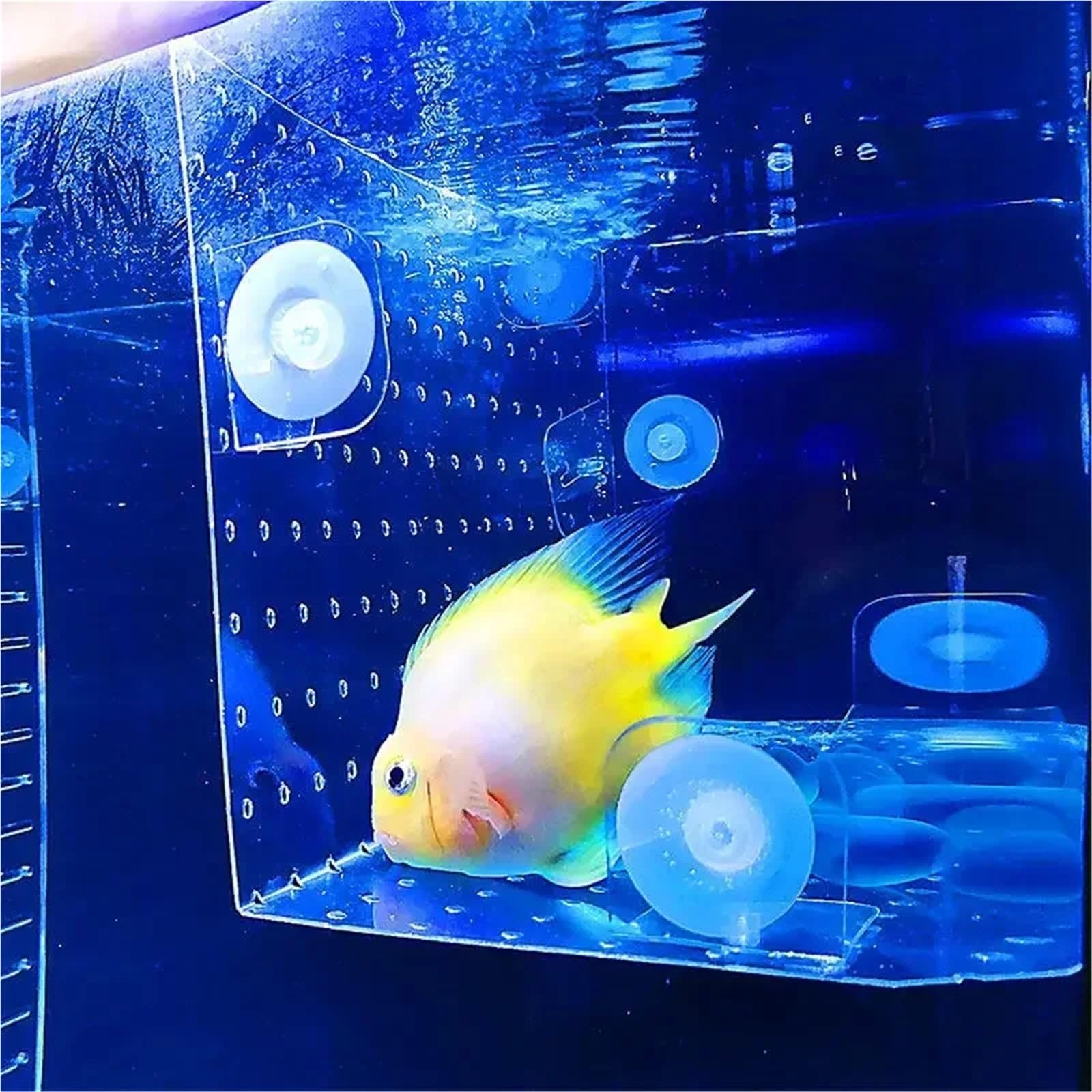 Separador Acuario Placa De Aislamiento Flexible For Pecera, Compartimento Superior E Inferior con Corte Libre, Almohadilla para Separación(Clear 5mm Hole,30x50cm)