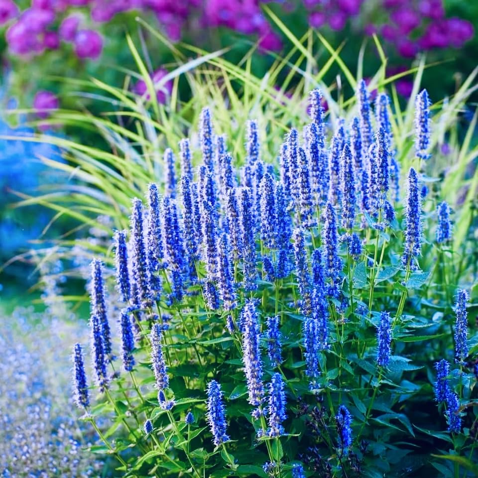 Hyssop Blue, Plug Plant, Cottage Garden, Cut Flowers, Wildlife Friendly (3)