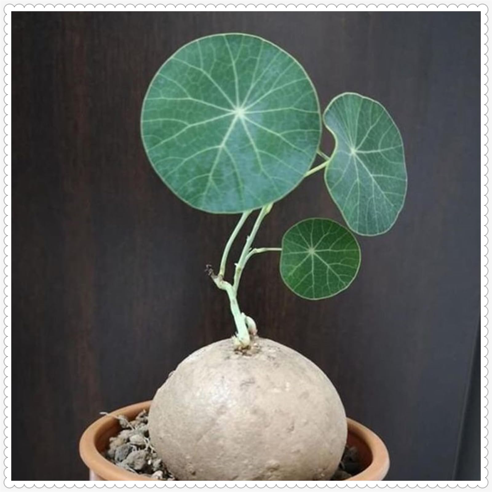 Stephania erecta Live Plant,Stephania erecta Bulb, Plants/Rhizome/Ornamental- Stephania erecta Bulbs, Rhizome Excellent Display Indoor Perennial Balcony Garden Bulbs -2Bulbs-A