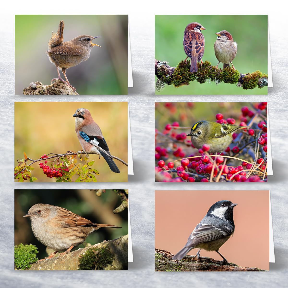 24 x British Garden Birds Greeting Cards A great value Multipack of blank note cards, Eco Friendly and Designed and Printed in the UK - Image 4