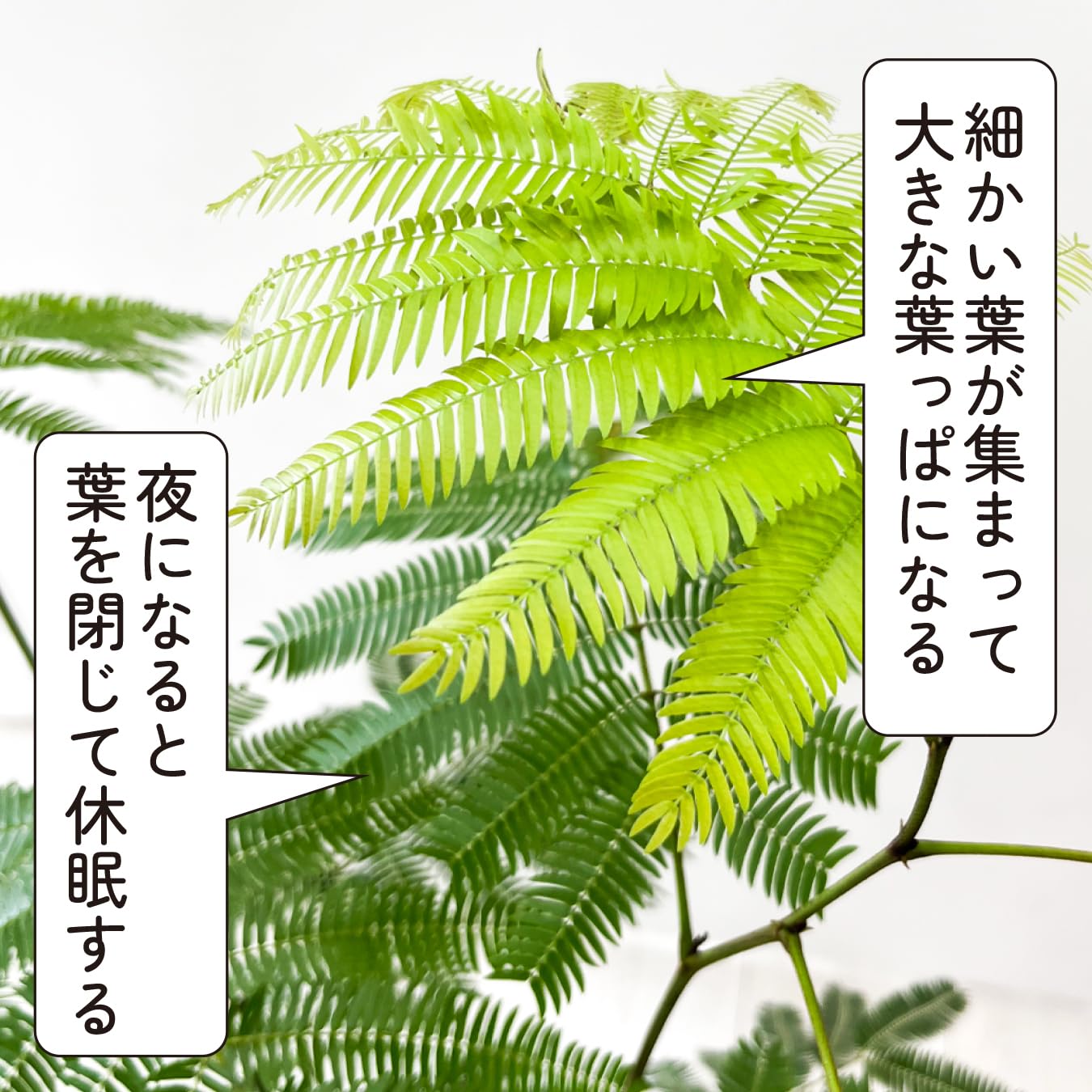 立派★ 美品★ エバーフレッシュ　6号鉢 観葉植物 エバーフレッシュ（6号鉢）｜HanaPrime（ハナプライム）