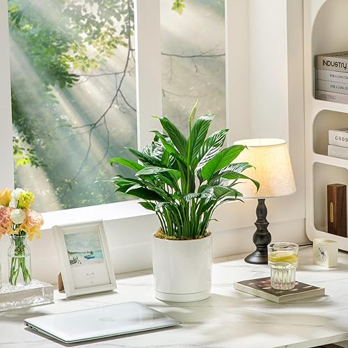 Miniatura 8 de vancasso Macetas de cerámica, 3 macetas para plantas de interior, macetas de 4.25 + 5.25 + 6.25 pulgadas con drenaje, macetas de interior para