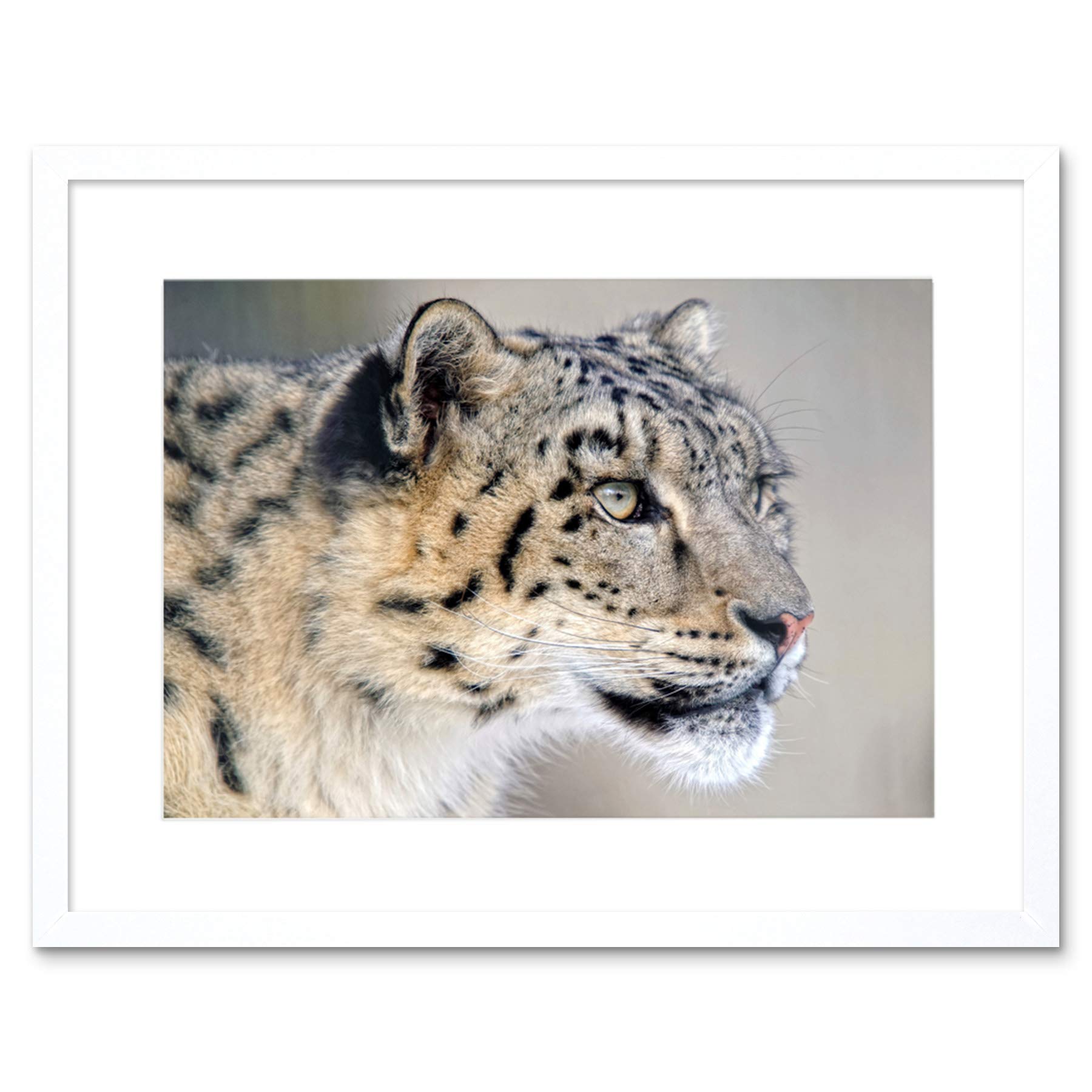 Wee Blue Coo Photo Snow Leopard Face Close Up Big Cat Framed Wall Art Print