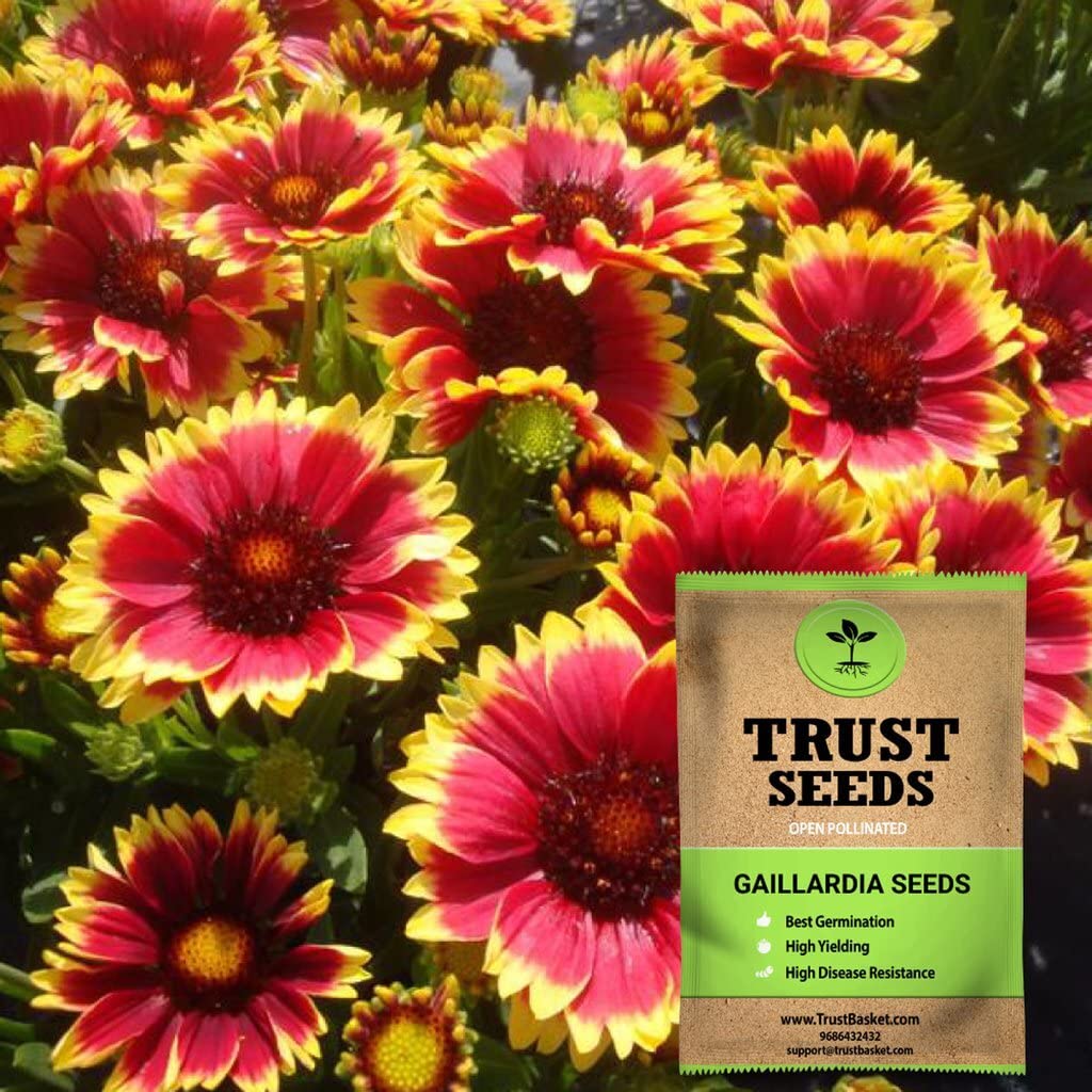 TrustBasket Open Pollinated Gaillardia seeds (B071NZ4DZJ) Amazon Price History, Amazon Price Tracker