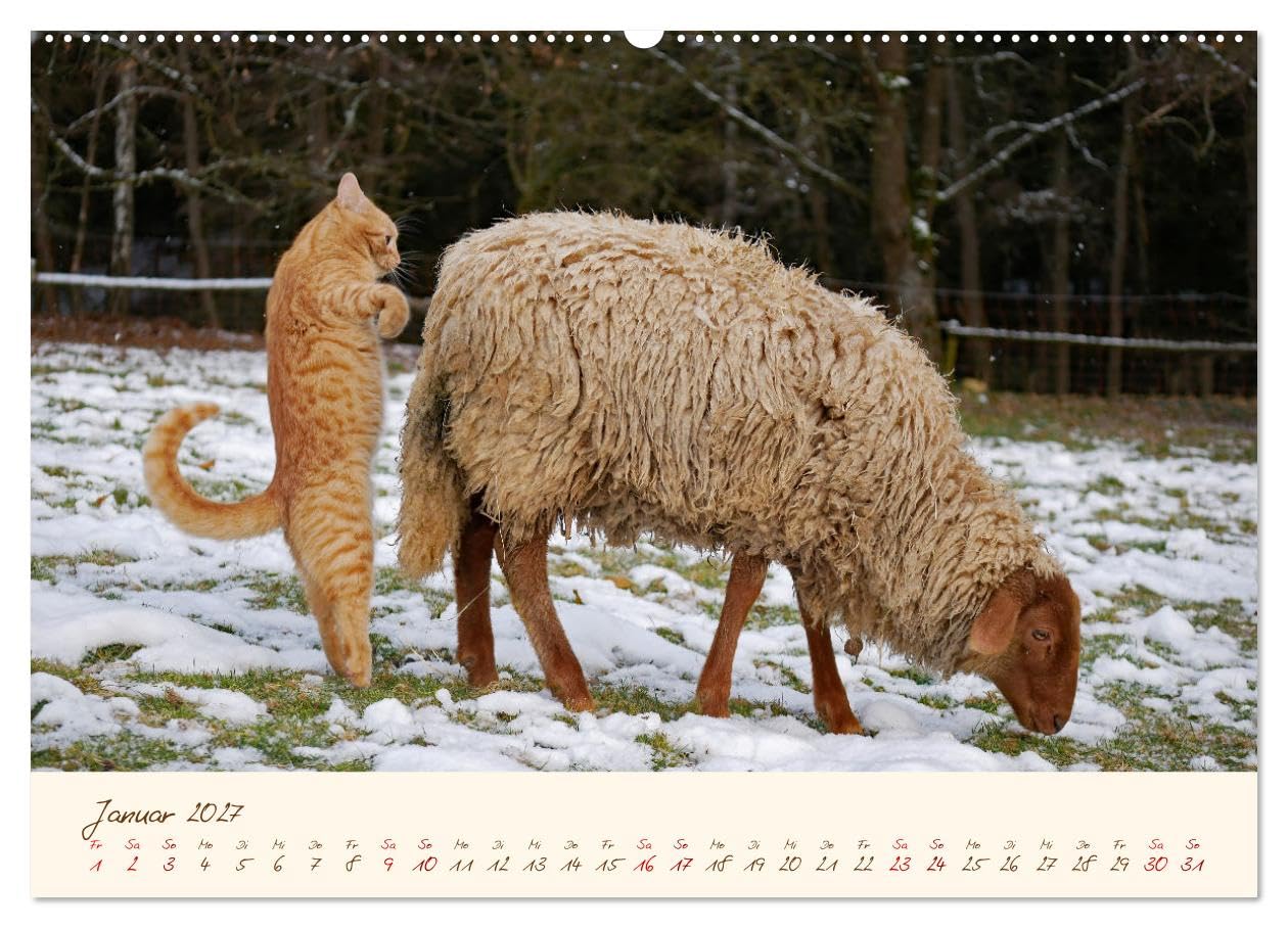CALVENDO - Coburger Fuchsschaf (Wandkalender 2027 DIN A2 quer), Monatskalender: Porträts und besondere Momentaufnahmen einer alten Schafrasse