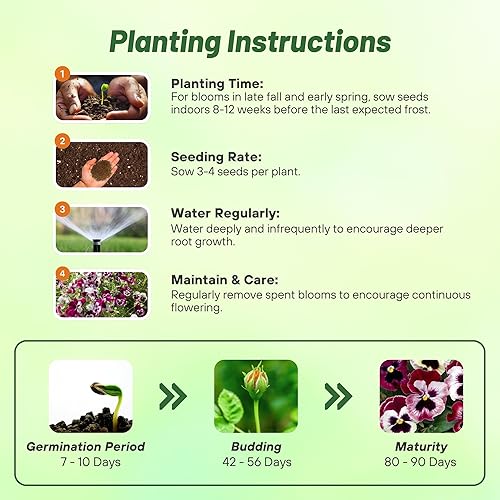 Miniatura 4 de Outsidepride Pansy Frizzle Sizzle Raspberry - Planta de interior o jardín al aire libre para camas fronteras macetas y recipientes 50 semillas