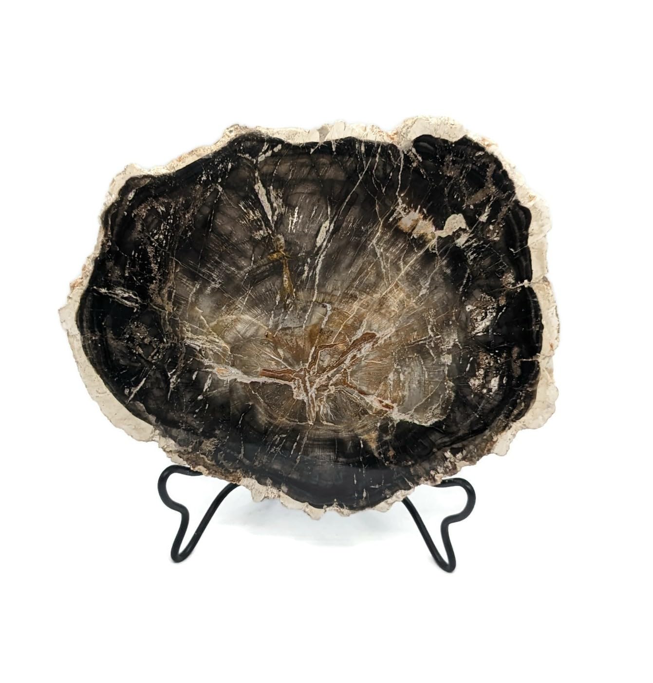 Petrified Wood Slab with Stand - 4.5 to 5 inch - Natural Petrified Wood Polished on Both Sides