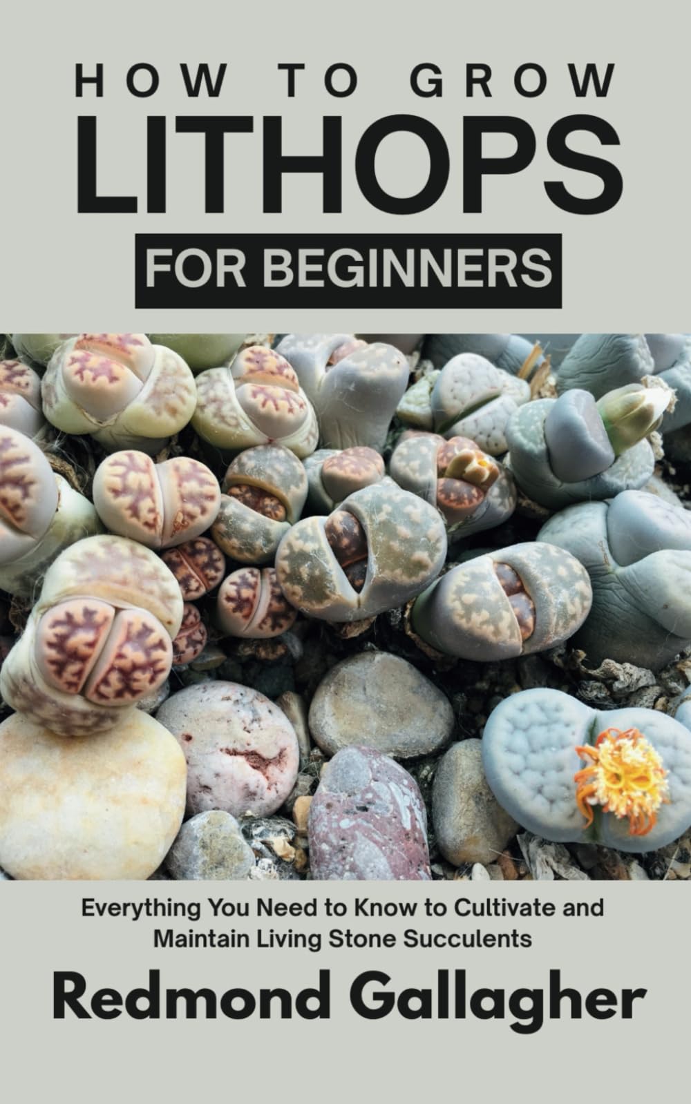 How to Grow Lithops for Beginners: Everything You Need to Know to Cultivate and Maintain Living Stone Succulents