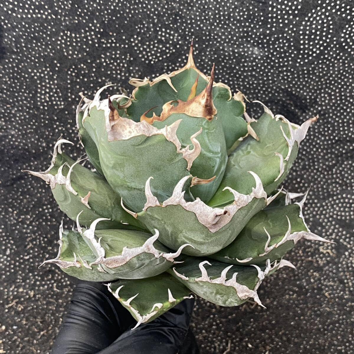 アガベ チタノタ スーパー魔丸 活着済み！【陽炎・強バンド幅・ボール