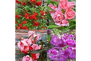 500+ ImpatiensMixed Seeds for Planting Outdoor and Indoor