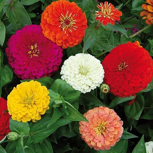 Equisite Zinnia - Más de 100 semillas de colores brillantes y nítidos
