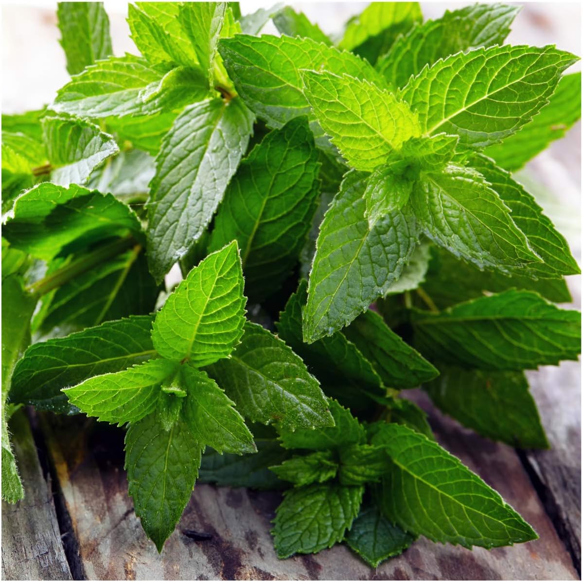 Seed Needs, Medicinal Herb Seed Packet Collection (5 Individual Varieties of Herb Seeds for Planting) Non-GMO & Untreated - Includes Peppermint, Lemon Balm, Hyssop and Roman & German Chamomile