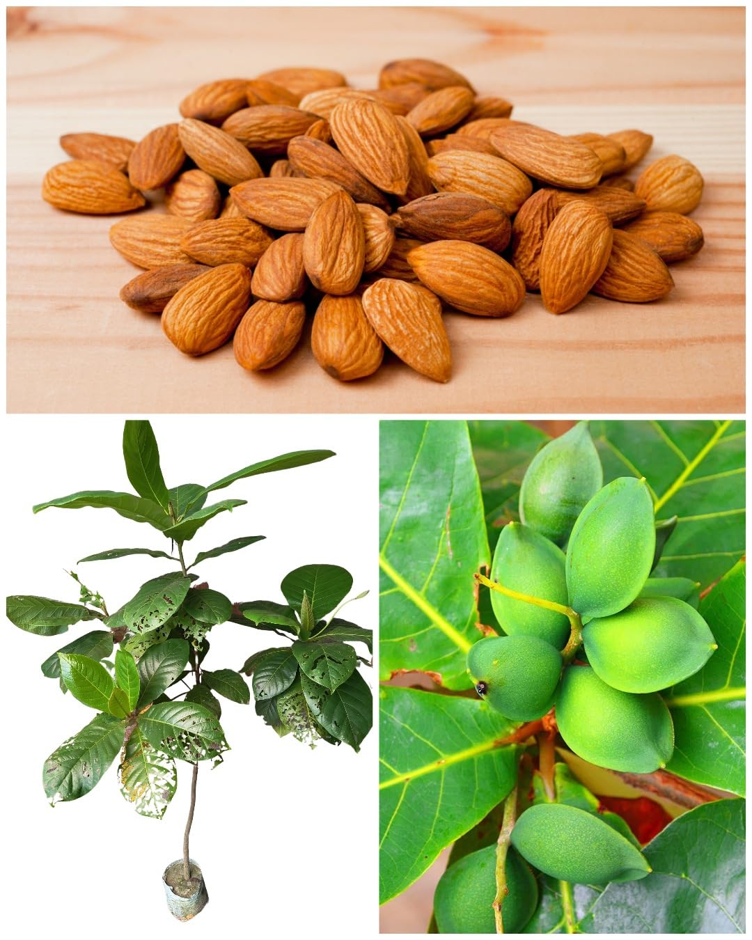 See full amazon price history chart for Native Earth Nursery® Rare " Almond Plant " Variety- Mamra Almond Badam Nut Early Fruiting Plant (1 Healthy Live Plant, Height- 3 feet) Suitable Garden/terrace Outdoor Plant Native Earth Nursery® Rare " Almond Plant " Variety- Mamra Almond Badam Nut Early Fruiting Plant (1 Healthy Live Plant, Height- 3 feet) Suitable Garden/terrace Outdoor Plant (B0CDGT4HFM) Amazon Price History, Amazon Price Tracker