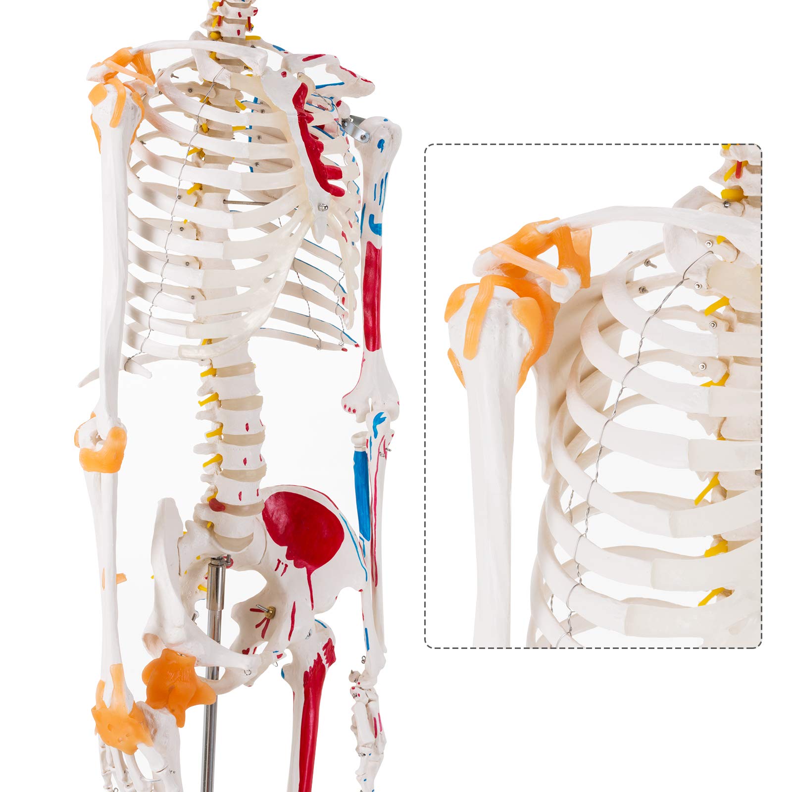 Human Skeleton Natural Size - Realityworks