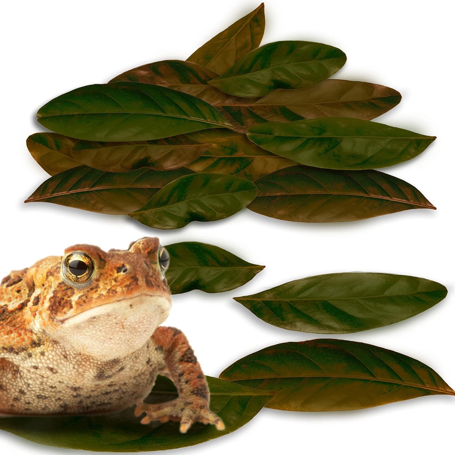 JOR Mahogany Leaves, Vivarium Leaf Litter for Frogs, Mixing with Substrate, Maintains Humidity and pH Levels, Creates Natural Bioactive Habitat, Additional Food (2” Small, 50 Pack, Mahogany Leaf)