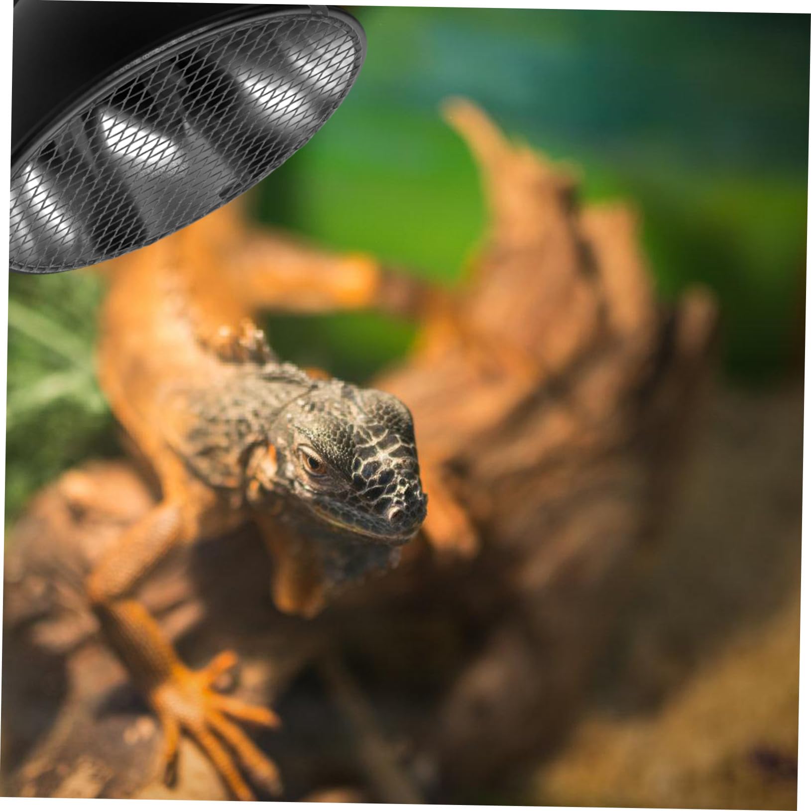 Hohopeti Wärmelampe mit Schutzkorb aus Eisen für Reptilien und Schildkröten Schneller Lampenwechsel Sicherer Lampenschutz für Terrarien bis 5,5 Zoll