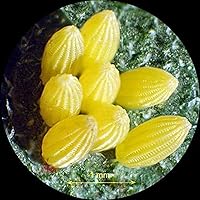 Vista 6 de AmScope Cámara de microscopio USB 2.0 de 1.3 MP con lente de reducción + software + 2 adaptadores de montaje (Windows XP/Vista/7/8/10/Mac OS X/Linux)