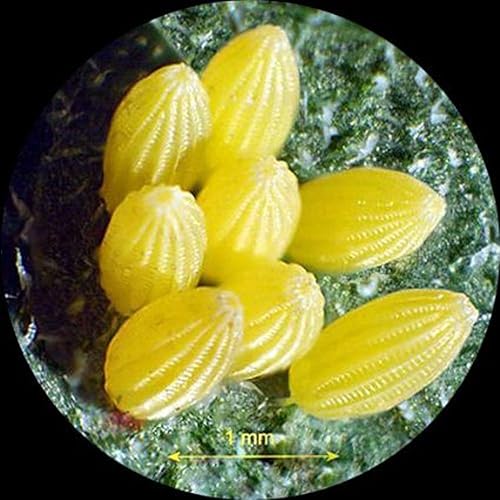 Miniatura 6 de AmScope Cámara de microscopio USB 2.0 de 1.3 MP con lente de reducción + software + 2 adaptadores de montaje (Windows XPVista7810Mac OS XLinux)