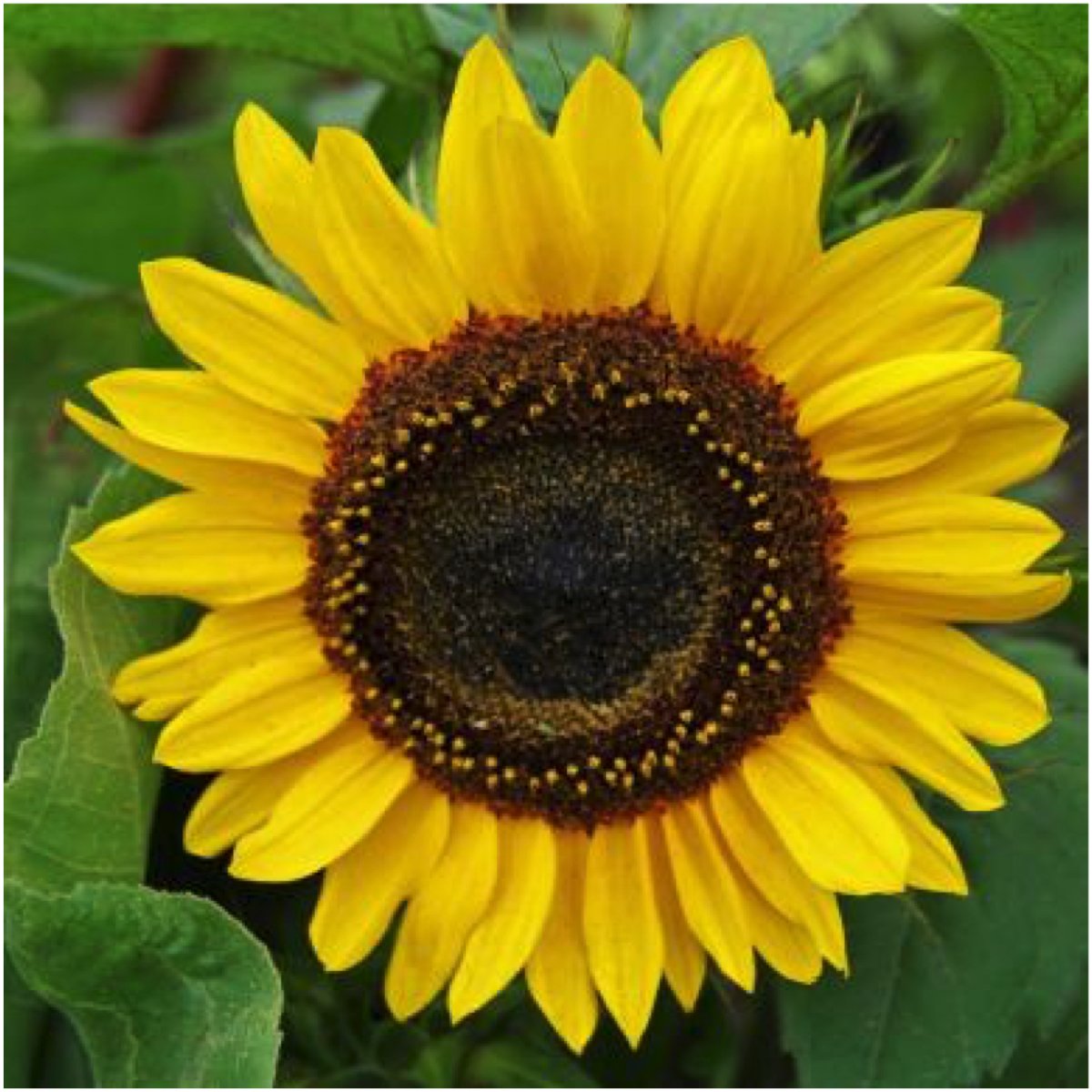 Sunflower's Garden - HUNTER×HUNTER Sunflower's Garden - HUNTER×HUNTER Stream Sunflower garden