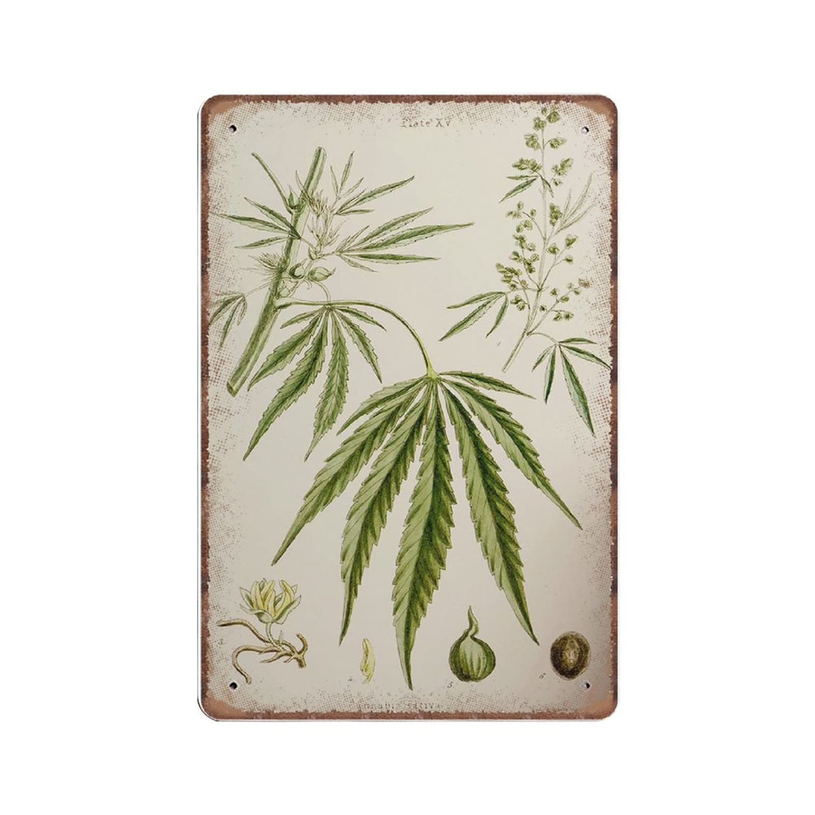 Daiercy Material_tin 6 Cannabis Sativa - Vintage Botanical Herbal Educational Botany Chart Diagram Tin Signs - Old Hemp Hash Decor - Funny Metal Sign Wall Art Pub Kitchen Garden Bathroom Home Decor, 140X200 Mm