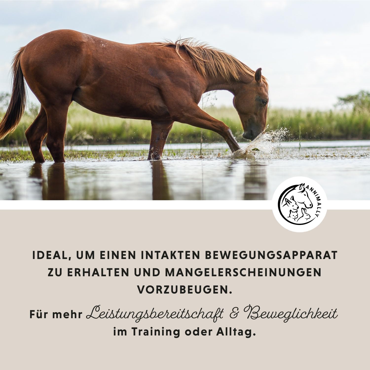 Annimally Gelenk Pulver für Pferde mit Kollagen, Kamille, MSM (Schwefel), Glucosamin, Hyaluronsäure, Chondroitin - Zusatzfutter für die Stärkung der Gelenke beim Pferd - Alternative zu Liquid (850 g)