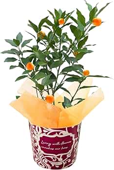 きんかん 711bOYMsLXL._UF350,350_QL50_.jpg