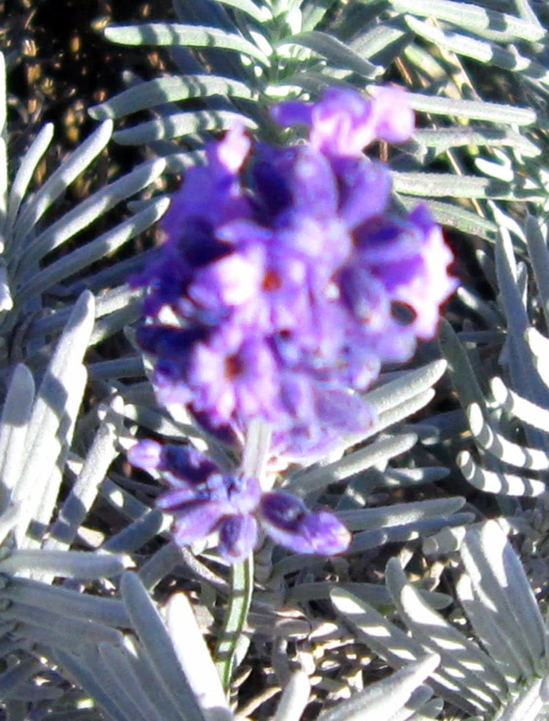 有名な ラベンダー 食用 Lavandula Angustifolia コモンラベンダー g 自然栽培 農薬不使用 化学肥料不使用 国産 安曇野産 100 Materialworldblog Com 有名な ラベンダー 食用 Lavandula Angustifolia コモンラベンダー g 自然栽培 農薬不使用 化学肥料不使用 国産 安曇野産 100 Materialworldblog Com