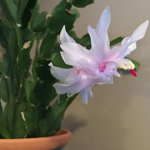 JM BAMBOO Cactus de Navidad Blanco 6 pulgadas Maceta -Zygocactus Plant Seasonal JM BAMBOO Cactus de Navidad Blanco 6 pulgadas Maceta -Zygocactus Plant Seasonal