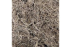 Live Spanish Moss for Home Decor