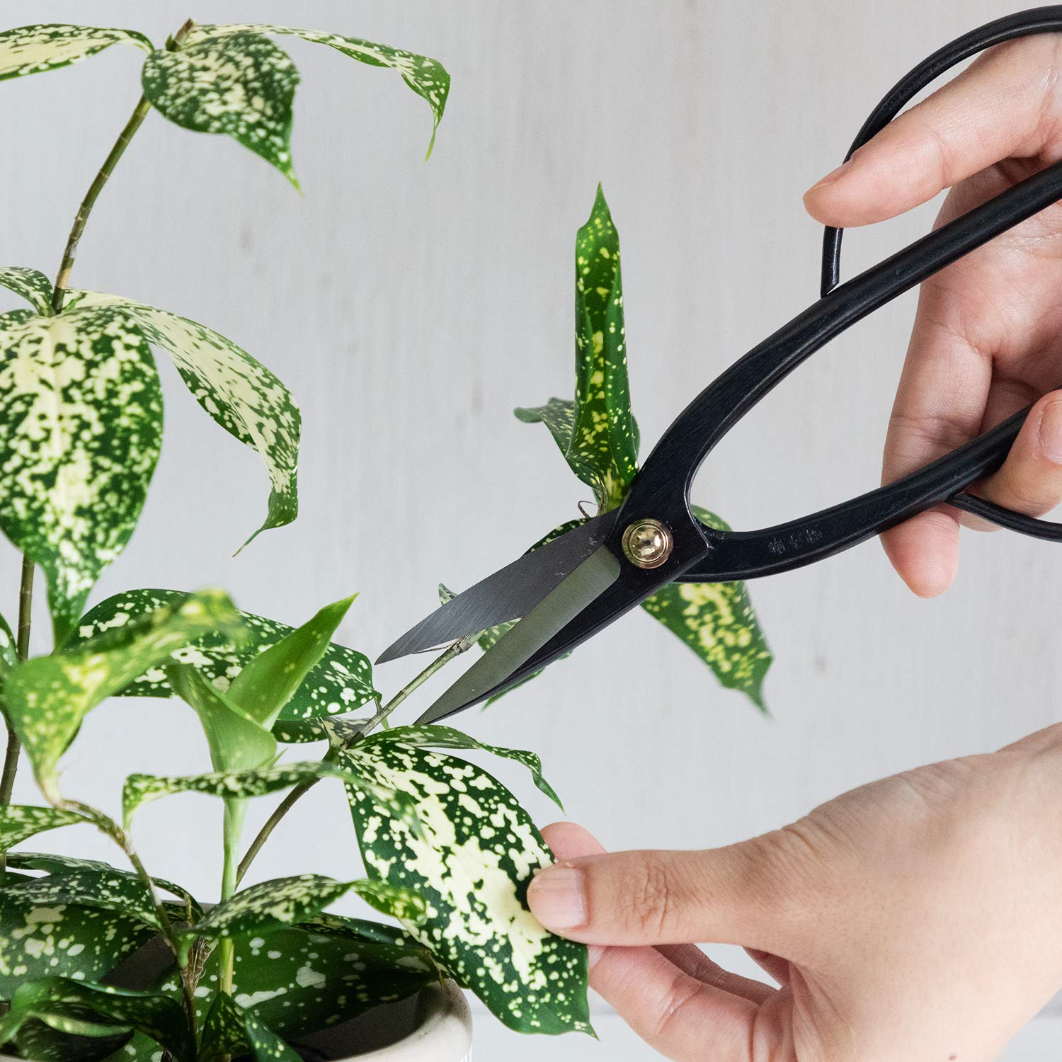 Wazakura Kit Outils Essentiels pour Bonsaï et Jardinage Japonais Fabriqué au Japon, Ciseaux à Bonsaï Ashinaga 200mm avec Coupe Branches Concave 200mm, Débutants et Confirmés