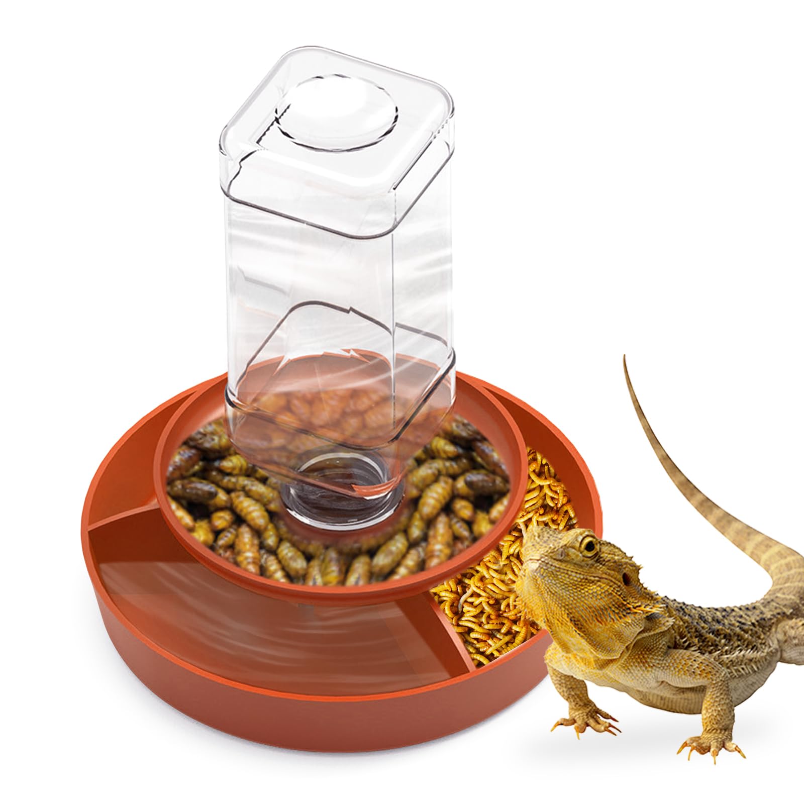 Bouteille d'eau pour reptiles et kit mangeoire automatique pour lézard barbu et serpent