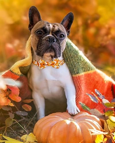 Miniatura 2 de Collar de otoño para perro con pajarita extraíble para perros medianos, collar de perro de Acción de Gracias de Halloween