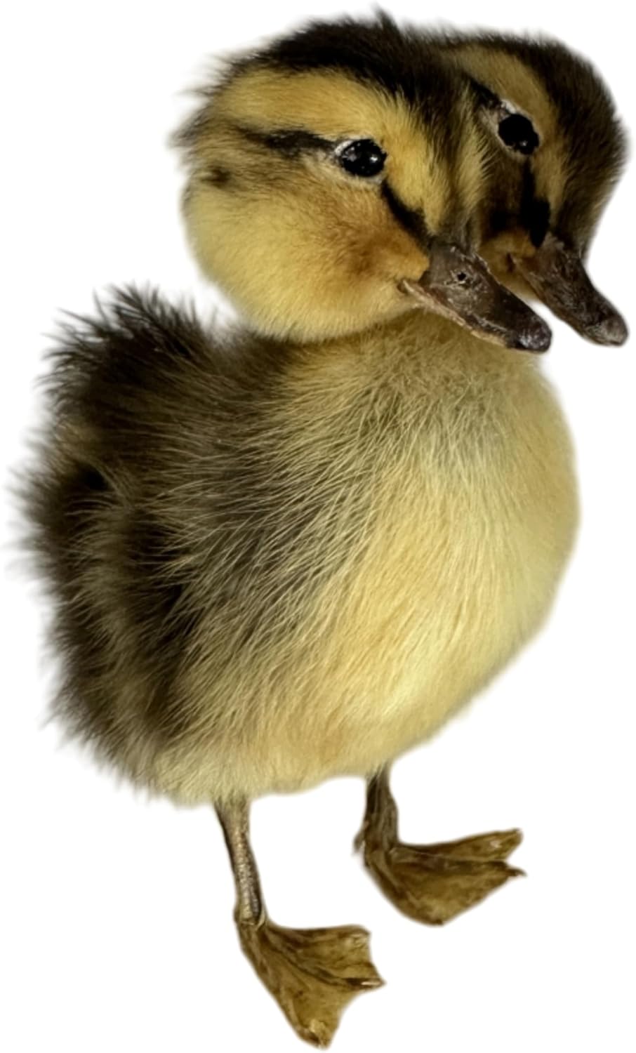 New Animal Specimen Making Eurasian Duck Specimen Teaching/Decoration