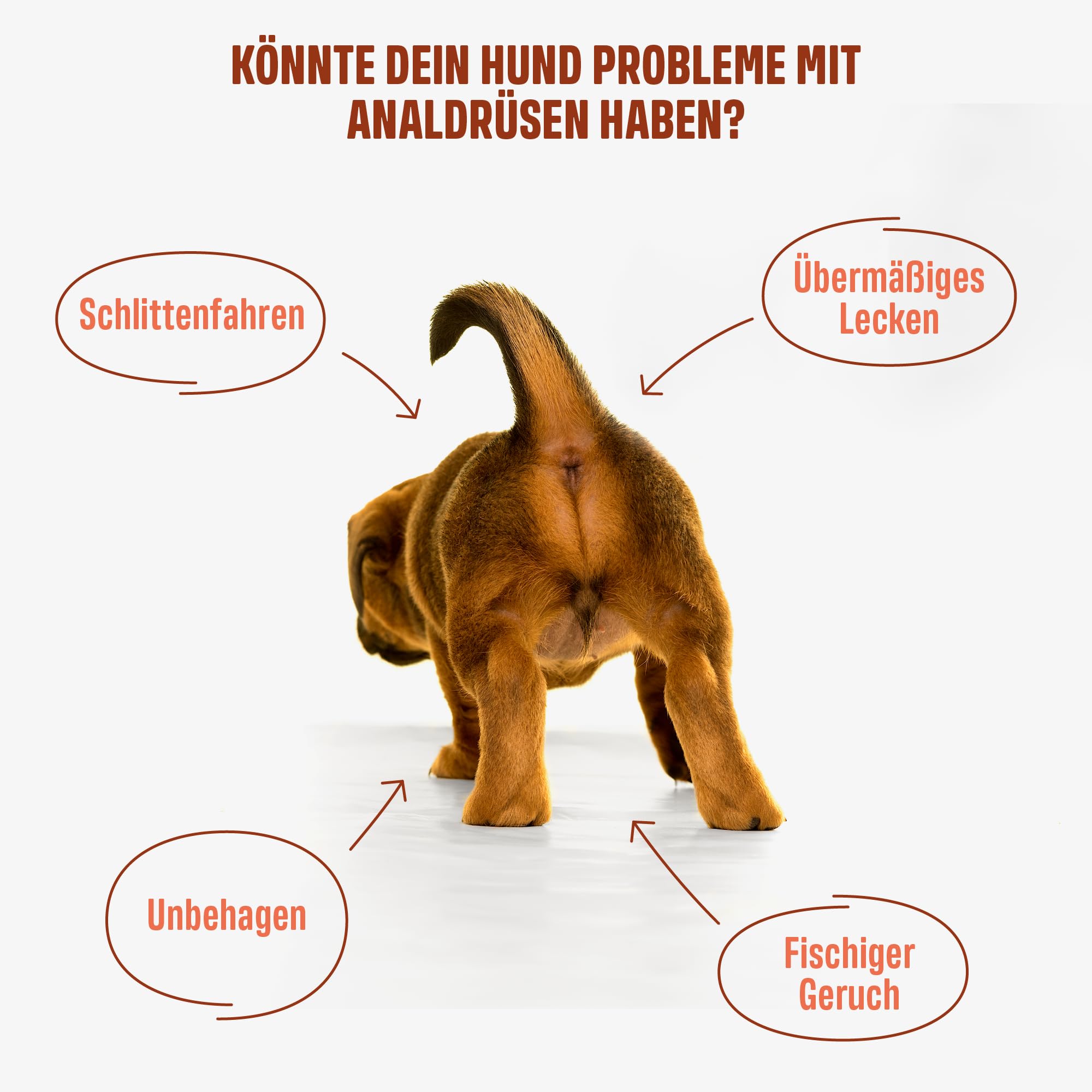 ivvi Anal Gland -Snacks zur Unterstützung der Analdrüsen bei Hunden. Kürbisfleisch Ballaststoffe, Flohsamenschalen, Leinsamen, Löwenzahn, Brennessel & Präbiotika. 60 Verdauung Snacks mit Erdnussbutter